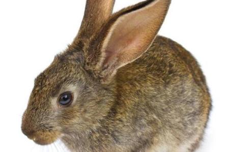 兔子八字腿