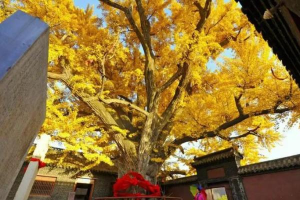 沂源算命最准的10位大师,你认识哪个? 沂源算命最准的10位大师,你认识哪个?