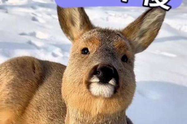 测试：你是大智若愚还是真的傻？