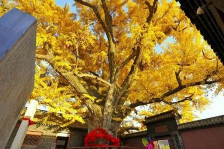 沂源算命最准的10位大师，你认识哪个？