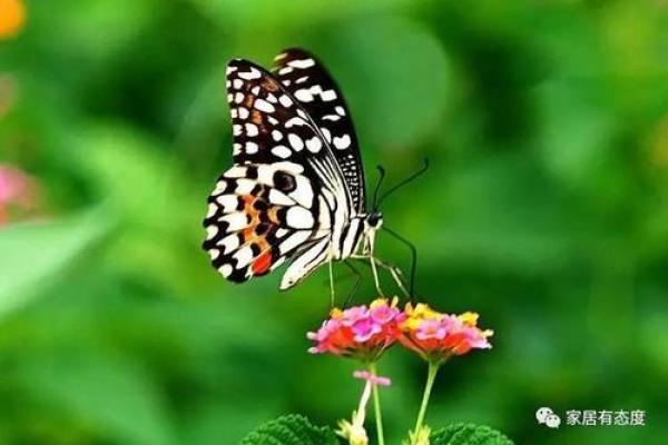 梦见仙人看风水