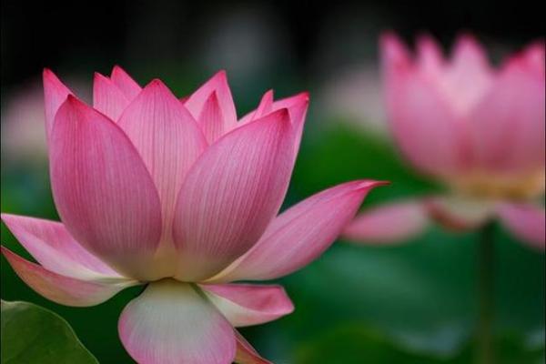 嘉祥仲山算命靠谱吗