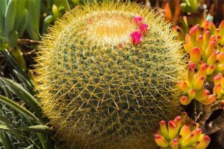 梦见仙人看风水