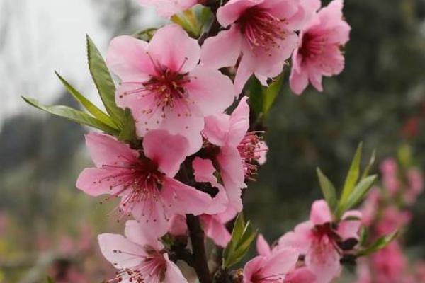 八字中有哪些的桃花魅力最大呢 八字中有哪些的桃花魅力最大呢