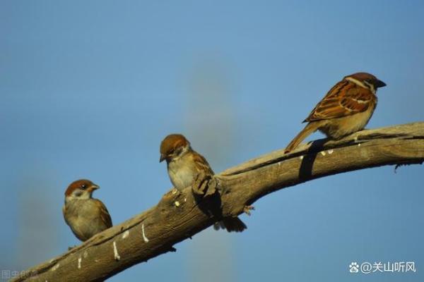麻雀与房子风水有关吗 麻雀与房子风水有关吗