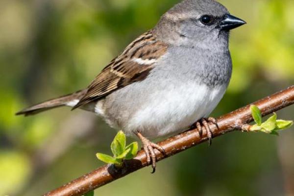 麻雀与房子风水有关吗 麻雀与房子风水有关吗