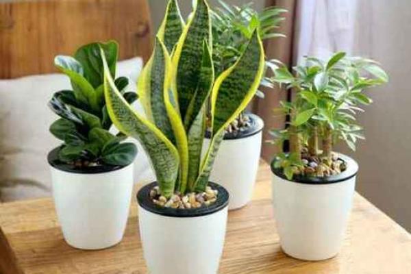 客厅摆放植物风水原则 客厅摆放植物风水原则