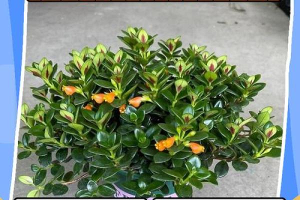 金鱼怎么养?养金鱼需要注意的风水 金鱼怎么养?养金鱼需要注意的风水