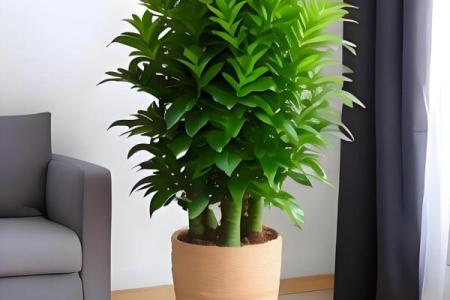 客厅摆放植物风水原则