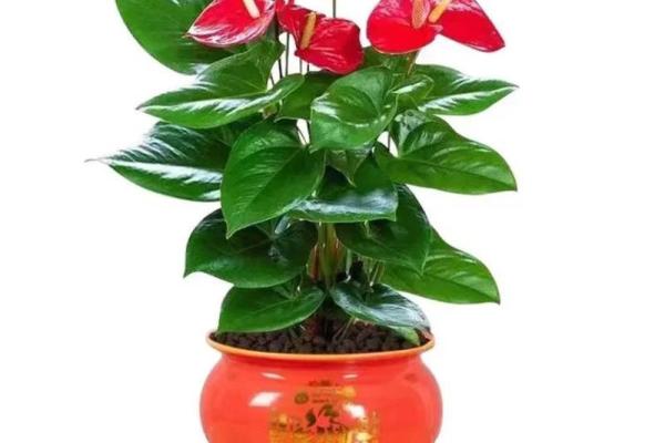 风水什么花招财又旺宅好养吉祥植物 风水什么花招财又旺宅好养吉祥植物