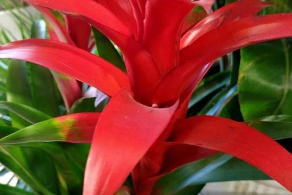 风水什么花招财又旺宅好养吉祥植物 风水什么花招财又旺宅好养吉祥植物