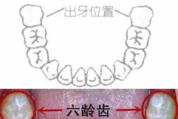 牙齿算命:牙齿面相学 牙齿算命:牙齿面相学