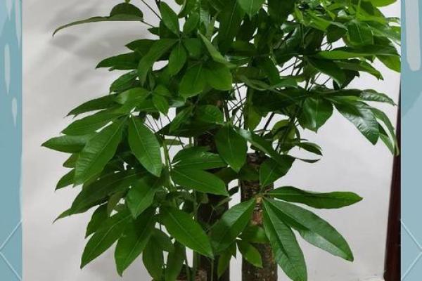 发财树风水摆放位置