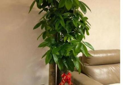 你事业成功的四大家居风水要素