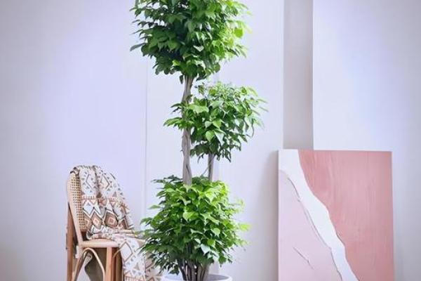 阳宅招财风水在家里放什么最好 阳宅招财风水在家里放什么最好