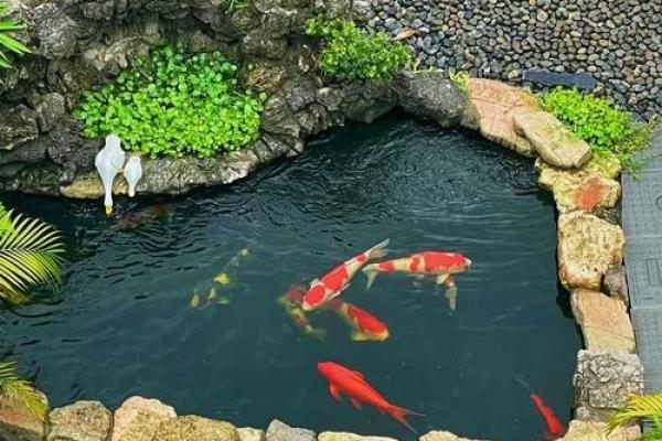 我是做生意的.怎样养风水鱼？