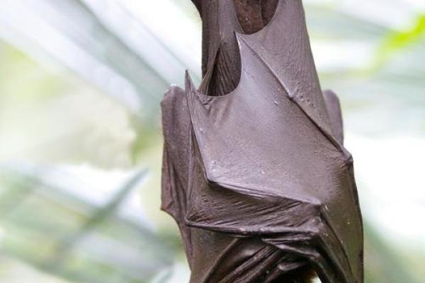 蝙蝠飞进家里好吗风水预示什么老人去世吗