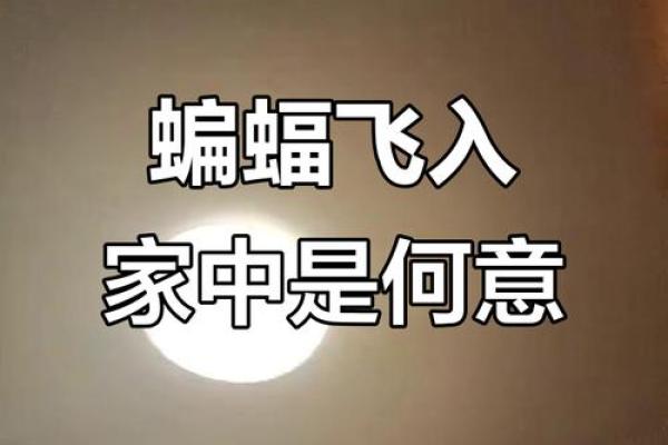 蝙蝠飞进家里好吗风水预示什么老人去世吗