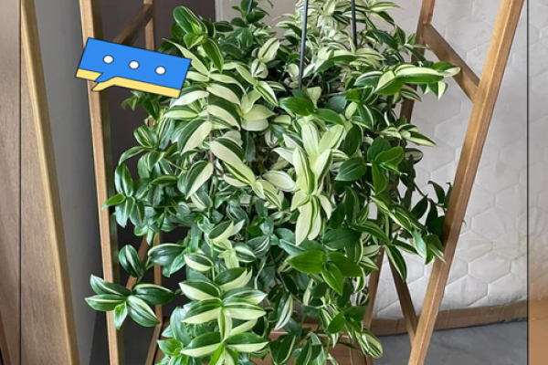 办公室吊兰摆放风水攻略为您营造舒适办公环境