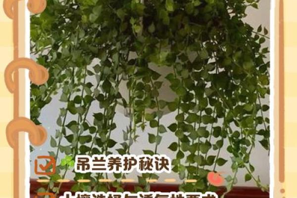 办公室吊兰摆放风水攻略为您营造舒适办公环境