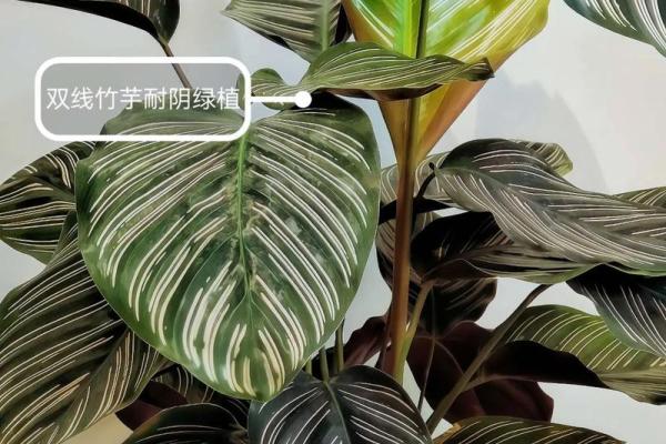 竹芋风水改善家庭空间气氛 竹芋风水改善家庭空间气氛