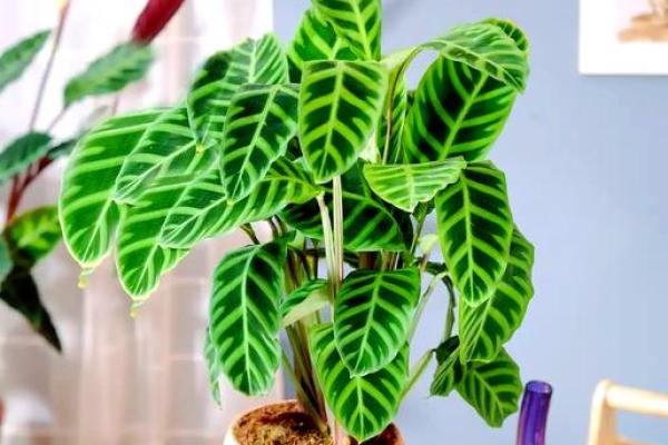 竹芋风水改善家庭空间气氛 竹芋风水改善家庭空间气氛