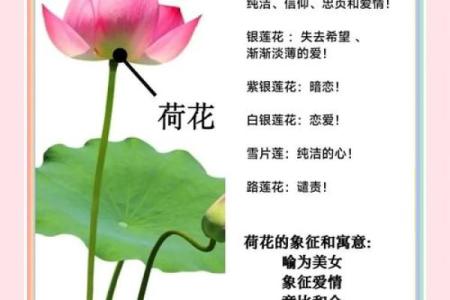 莲花玄关风水作用