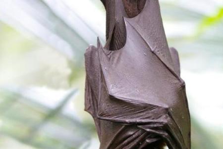 蝙蝠飞进家里好吗风水预示什么老人去世吗