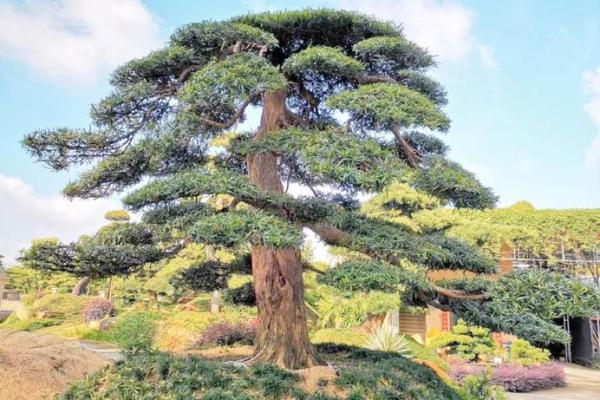 四大镇宅之树是哪四款风水树