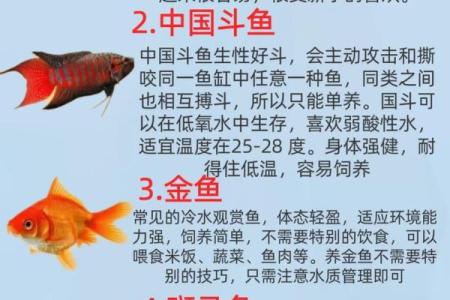 家庭养风水鱼适合哪几种？