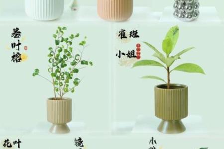 办公室风水绿植有哪些选择适合