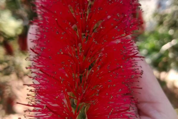 红干层树风水 红干层树风水