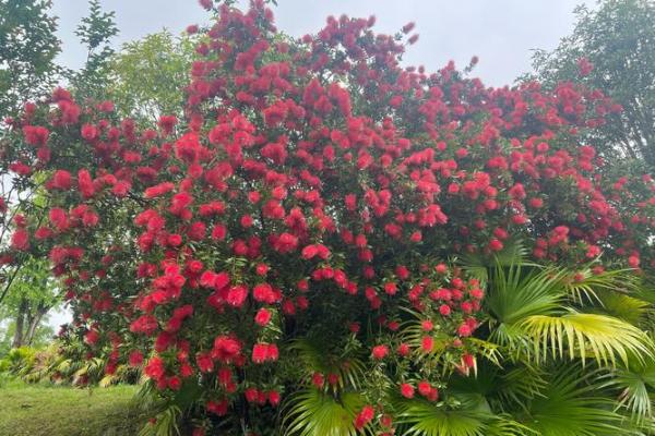 红干层树风水 红干层树风水