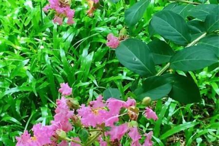 紫薇星对紫薇郎