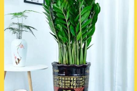 横财风水：财位适宜摆放的花卉