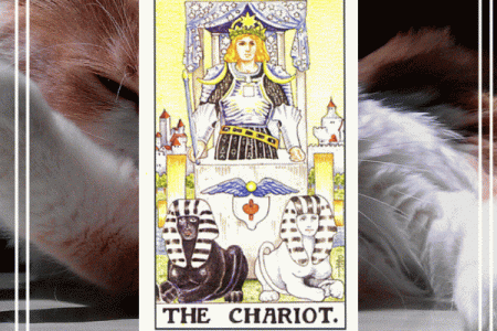 塔罗测试：八月你的剁手指数有多高？