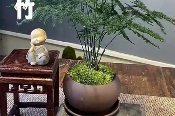 风水价值，为啥家里不能养文竹