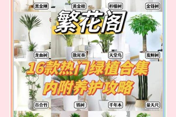 如何通过养植物改善室内风水