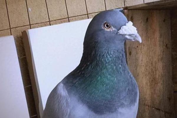 养鸽子与风水家庭和谐的源泉