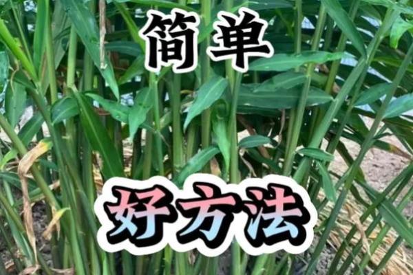 种生姜 风水