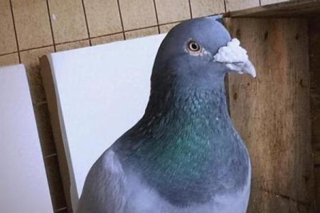 养鸽子与风水家庭和谐的源泉