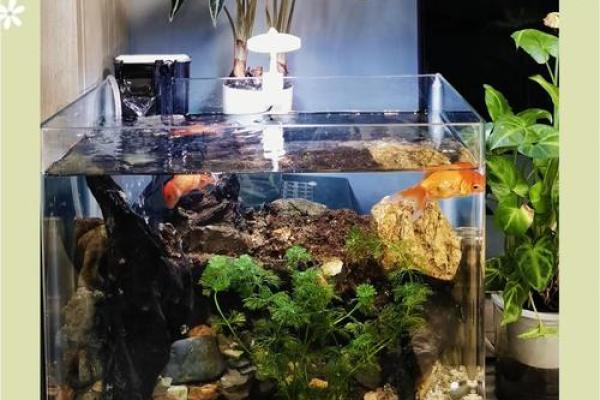 书房里摆放鱼缸养鱼这样风水会好吗