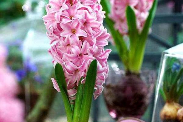 风信子免费算命 免费算命你的风信子会开吗