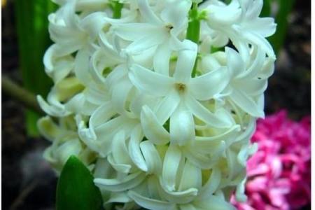 风信子免费算命 免费算命你的风信子会开吗