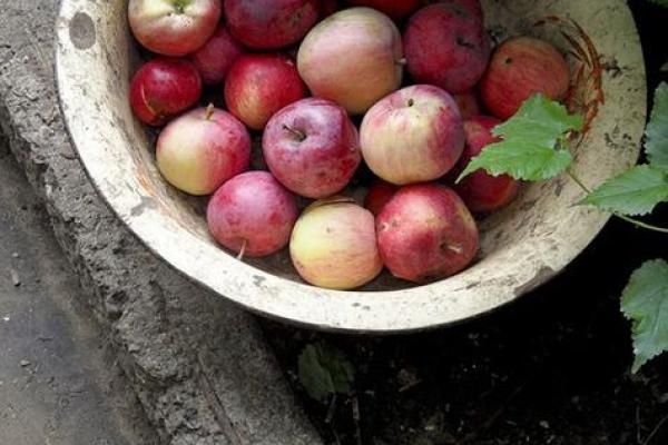 梦到给孩子算命命不好 梦到给孩子算命命不好