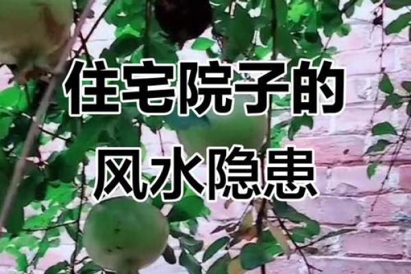 房子院子讲究什么风水好