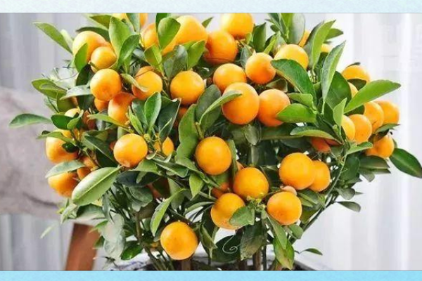 招财风水之招财的水果有哪些 你都见过吗 招财风水之招财的水果有哪些 你都见过吗