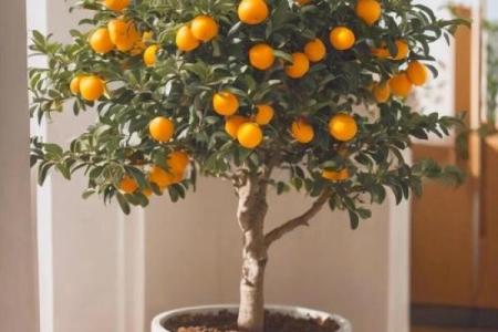 招财风水之招财的水果有哪些 你都见过吗