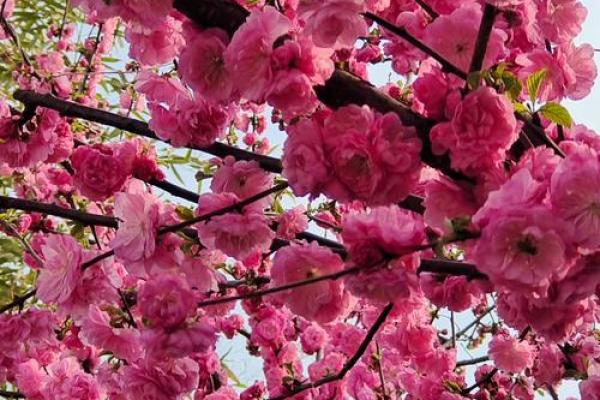 民间看花树算命是违法吗 民间看花树算命是违法吗