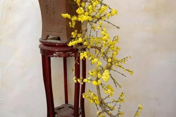 民间看花树算命是违法吗 民间看花树算命是违法吗